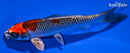 6.25" BENI GINGA