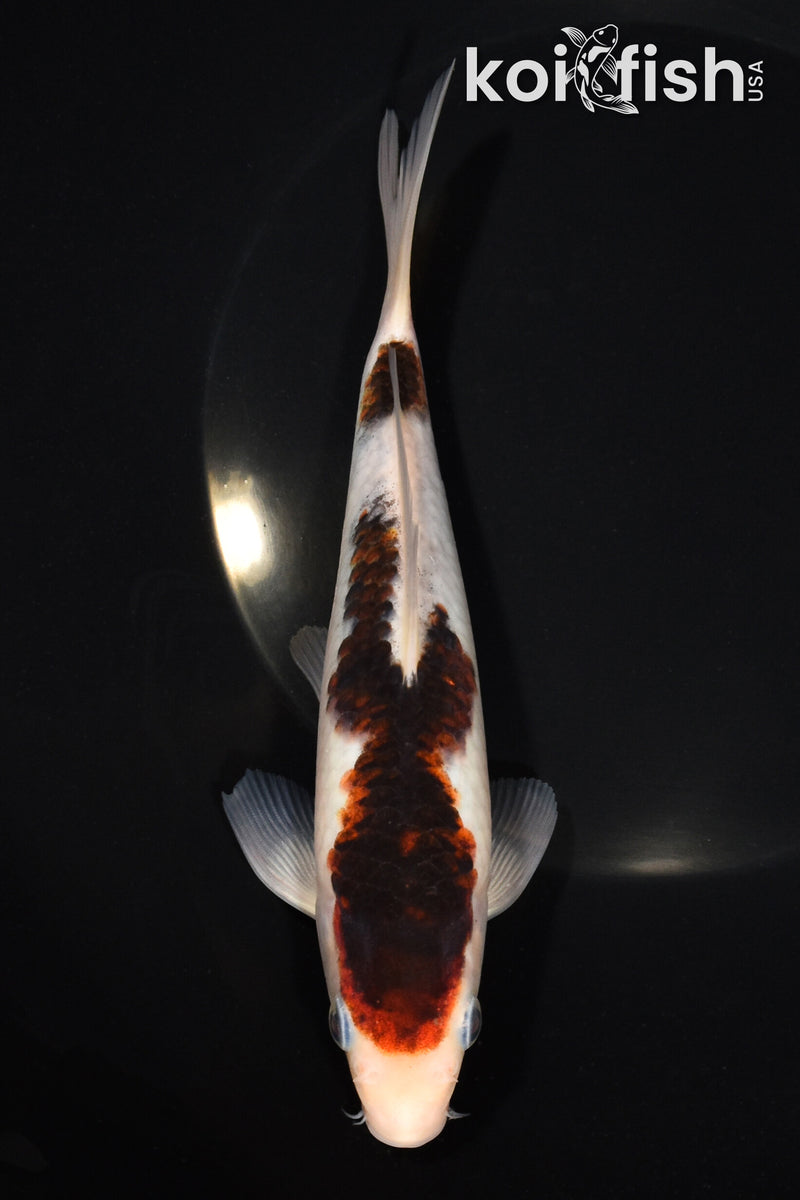 7.25" GOROMO