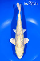 9.25" GINRIN YAMABUKI OGON