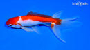 5.75" SARASA WATONAI GOLDFISH