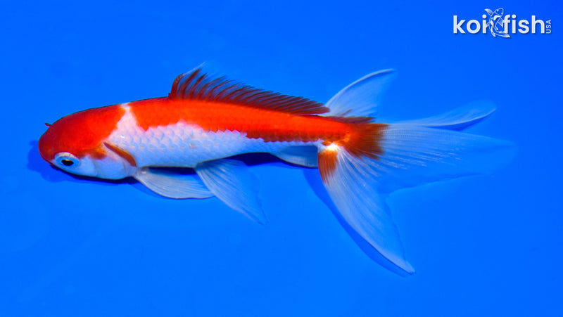 5.75" SARASA WATONAI GOLDFISH