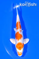 5.5" GINRIN HARIWAKE