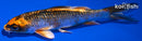 4.25" KUJAKU