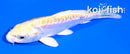 4.5" DOITSU HARIWAKE