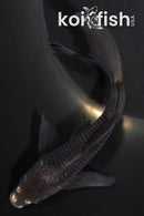 6.25" MATSUKAWABAKE BUTTERFLY