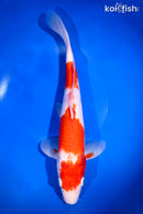 13" KOHAKU