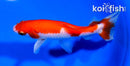 5" SARASA WAKIN GOLDFISH