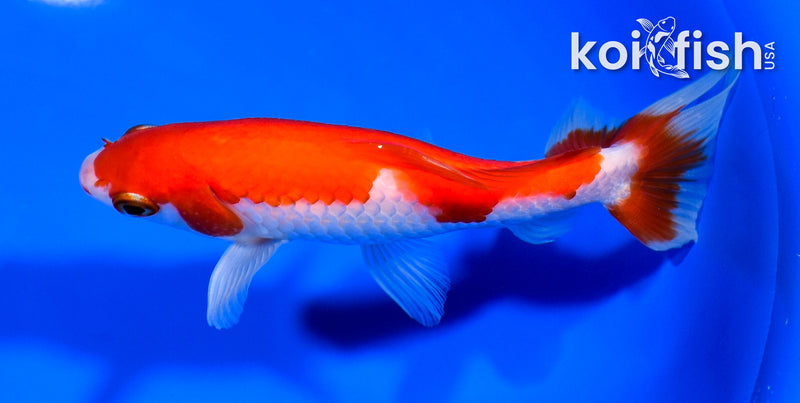 5" SARASA WAKIN GOLDFISH
