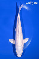 7.75" PLATINUM OGON