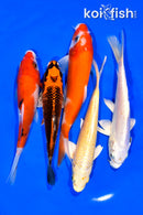 PACK OF (5) 5.5-6.25" STANDARD KOI