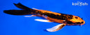 7.75" BENI KIKOKURYU BUTTERFLY