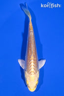 4.25" DOITSU YAMABUKI OGON