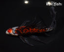 8.5" SHUBUKIN GOLDFISH