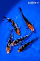 PACK OF (5) 4-5" SANKE KOI
