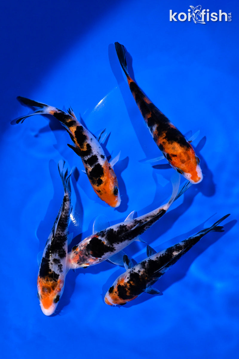 PACK OF (5) 4-5" SANKE KOI
