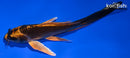 5.5" KIN ORENJI MATSUBA BUTTERFLY