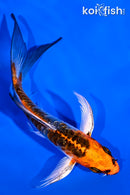 4.75" KUJAKU BUTTERFLY