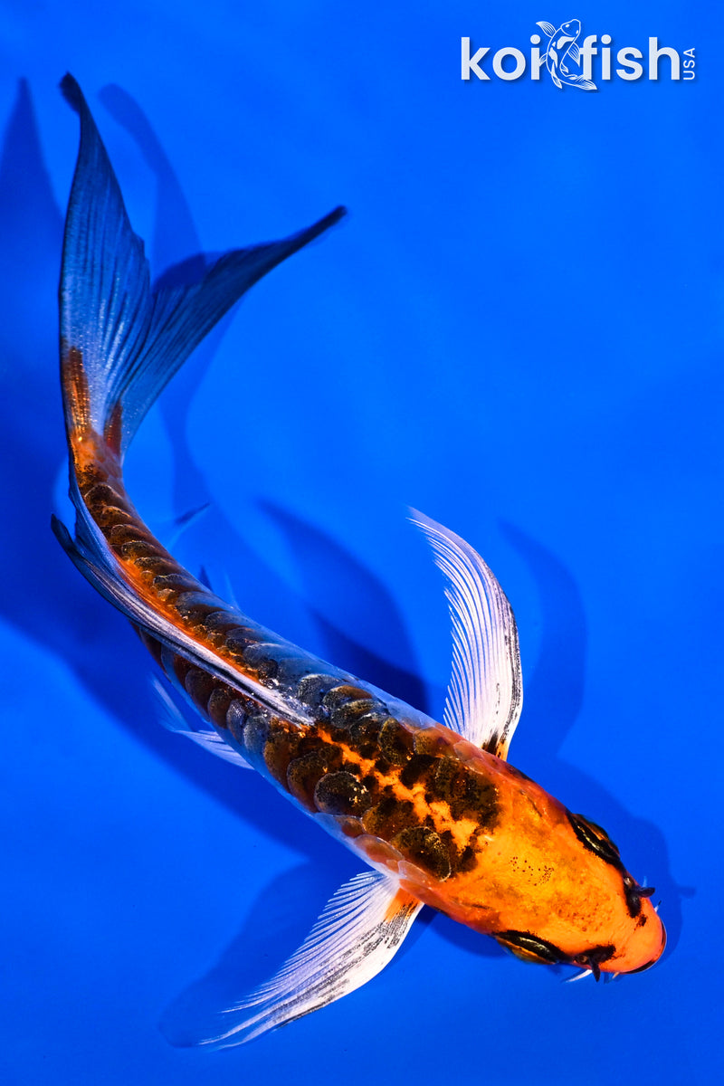 4.75" KUJAKU BUTTERFLY