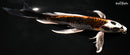 9.5" BENI GINGA BUTTERFLY