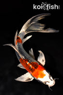 8" KUJAKU BUTTERFLY