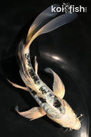 6.75" DOITSU GIN SHIRO BEKKO BUTTERFLY