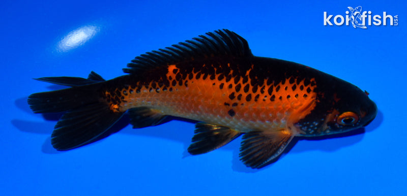 5.25" WAKIN GOLDFISH