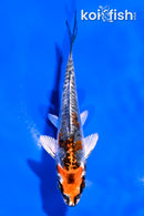 4" BENI KIKOKURYU