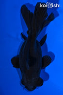 4.75" TELESCOPE FANTAIL GOLDFISH