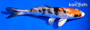 5" YAMATO NISHIKI