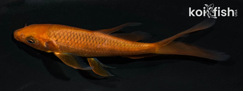 5" CHAGOI BUTTERFLY