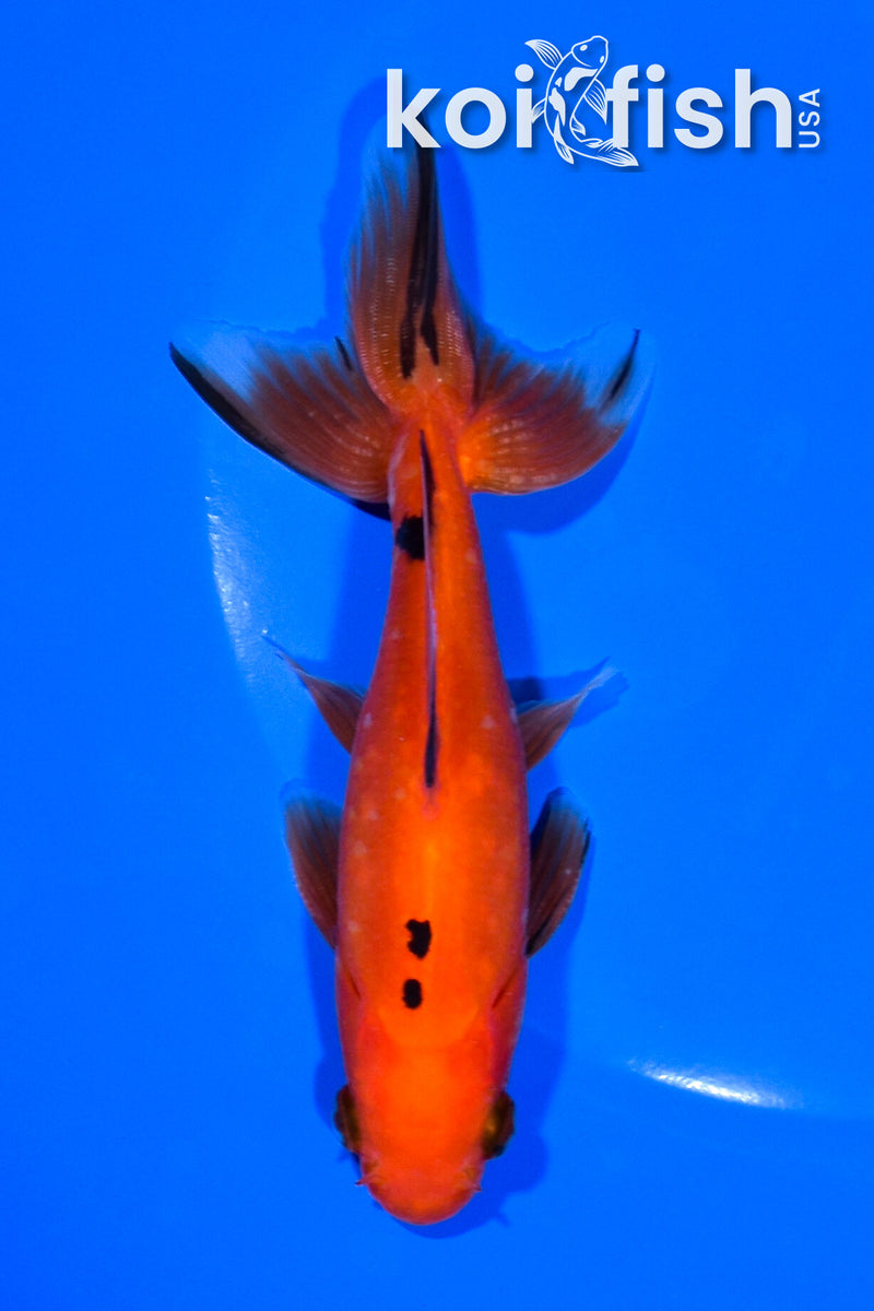 5" WAKIN GOLDFISH