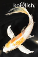 8" HARIWAKE BUTTERFLY