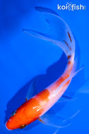 5.5" KOHAKU BUTTERFLY