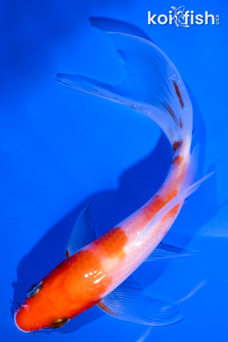 5.5" KOHAKU BUTTERFLY