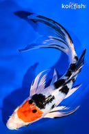 7.75" TANCHO YAMATO NISHIKI BUTTERFLY