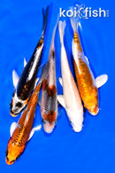 PACK OF (5) 5 - 5.25" STANDARD KOI