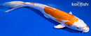 9.75" KIKUSUI