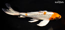 9.75" GINRIN KUJAKU BUTTERFLY