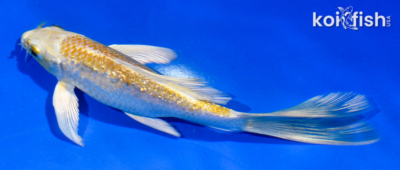 5" GINRIN YAMABUKI OGON BUTTERFLY