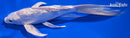 6.75" GINRIN PLATINUN OGON BUTTERFLY