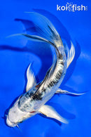 6" ARAGOKE HEISEI NISHIKI BUTTERFLY