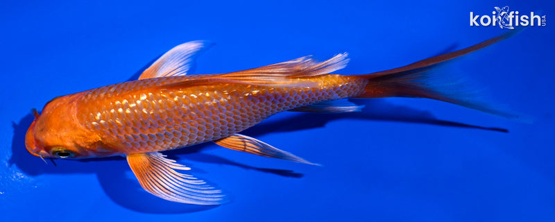 5.5" GINRIN ORENJI OGON BUTTERFLY