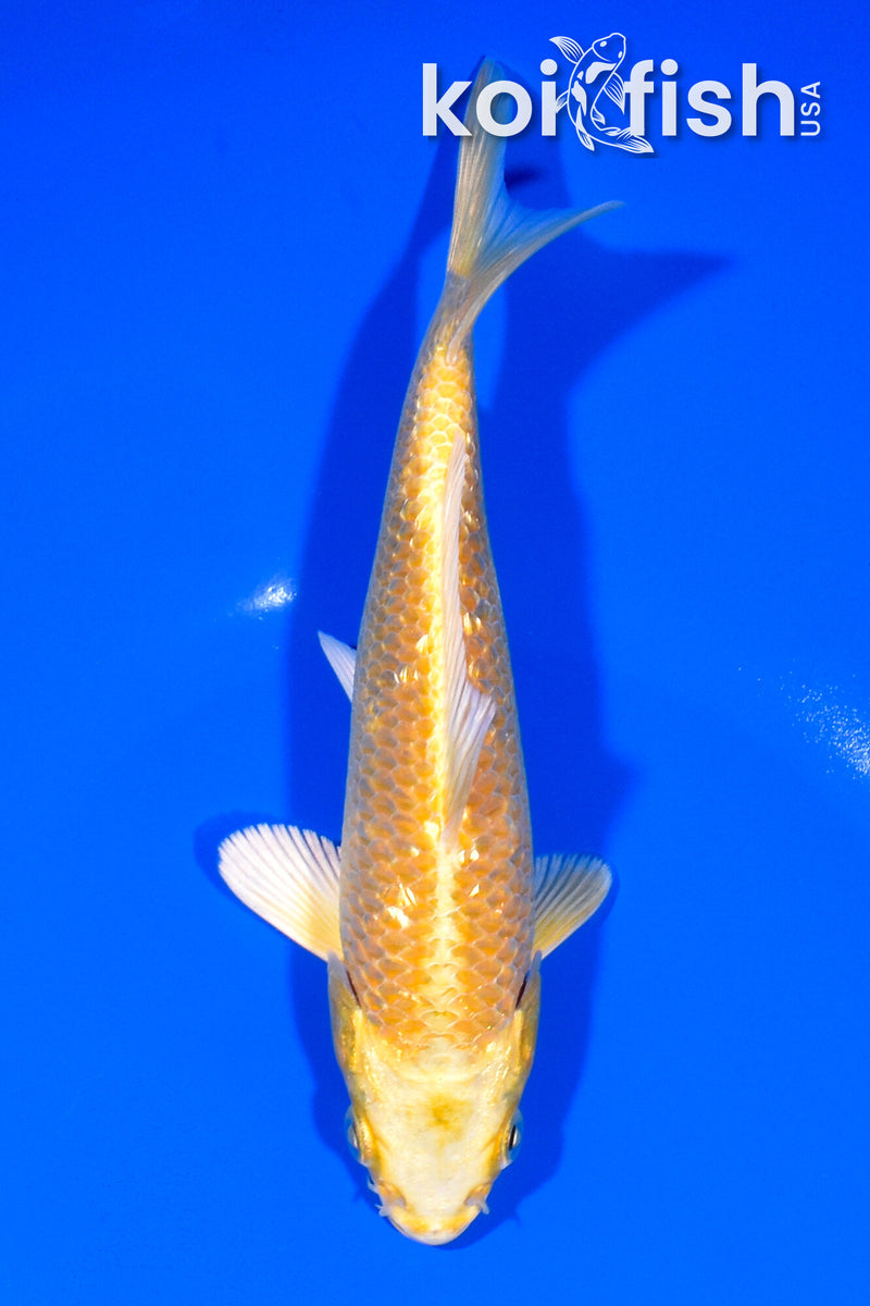 6.75" GINRIN YAMABUKI OGON