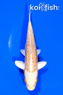 6" ARAGOKE YAMABUKI OGON
