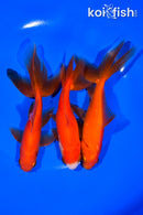 PACK OF (3) 4.75-5.75" WAKIN GOLDFISH