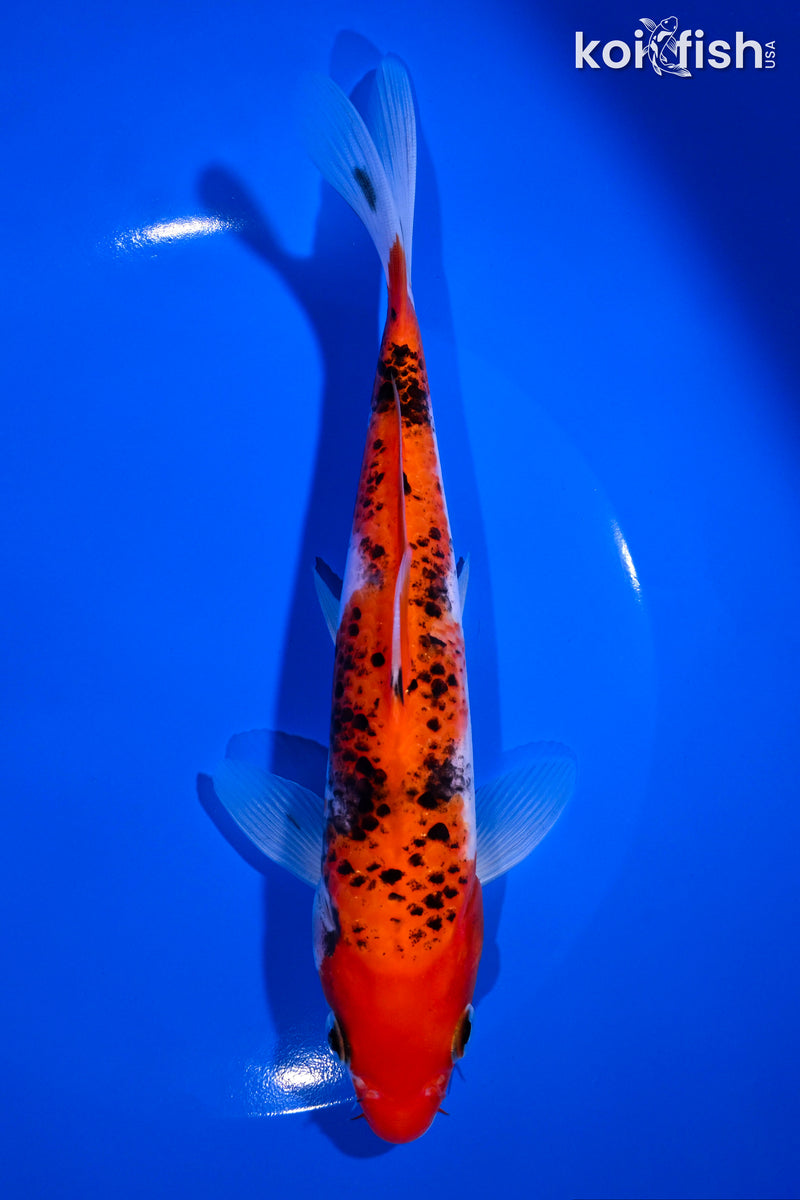 7.5" GOSHIKI