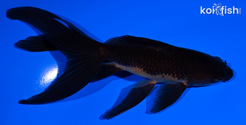 5.75" WATONAI GOLDFISH