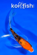 5.25" GINRIN AKA SANKE BUTTERFLY