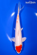 8.25" MARUTEN HARIWAKE
