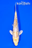 6.5" GINRIN LEMON HARIWAKE